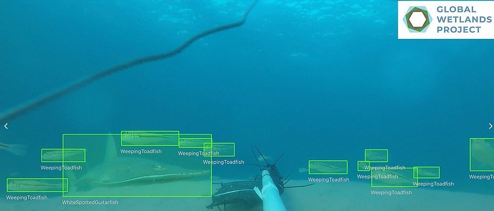 seabassphd's tweet image. 6 months ago, our team won a @Microsoft_Green grant to continue the development of #FishID; a smart monitoring tool that automatically detects fish from underwater footage. 

Have a look at our progress buff.ly/3ejv7RL

#deeplearning #monitoring #biodiversity