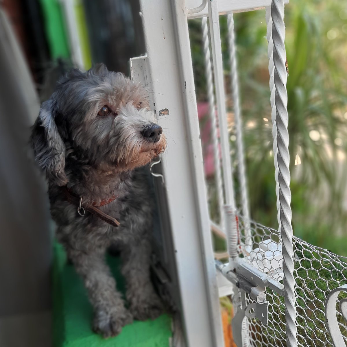 KarimeZepeda23's tweet image. El mejor amigo y no tan solo del hombre.
#Miperribendicion #Bubbu♡