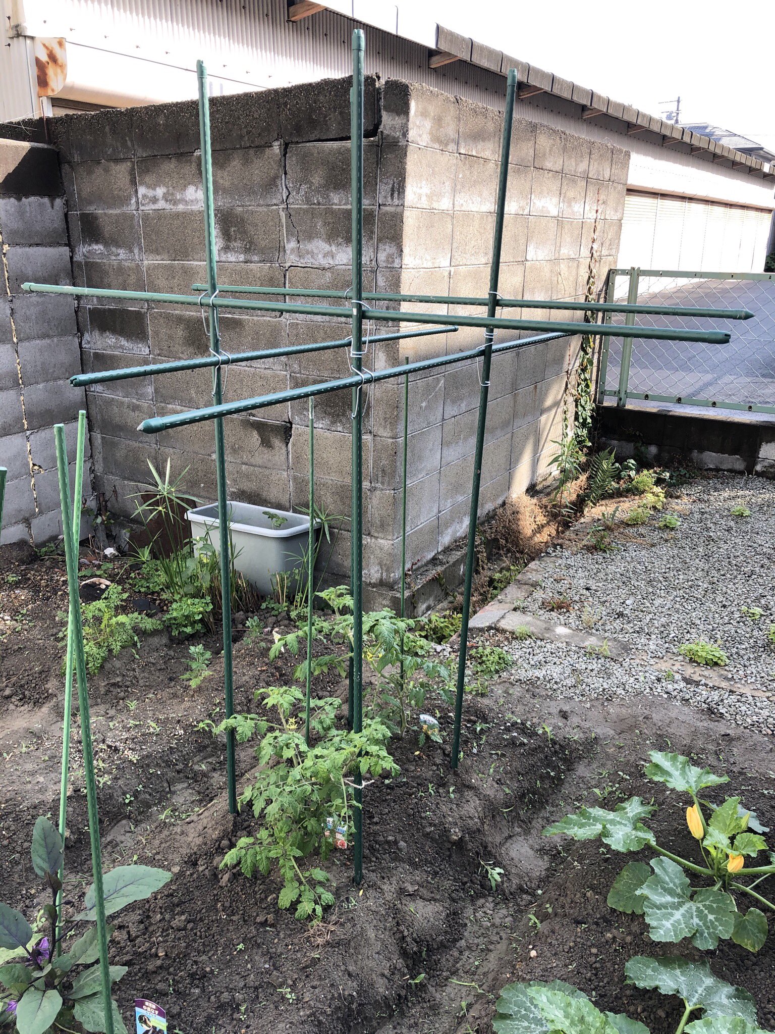 تويتر なおと 子育て主夫 على تويتر 雨上がり ミニトマトの支柱立て 支柱 が長いやつしかないので 障害物感が満載です 黄色い花はズッキーニの一番花 ミニひまわりも大きくなっています ナスとオクラはまだ停滞中 その隙に 雑草がめちゃくちゃ生えて来ました