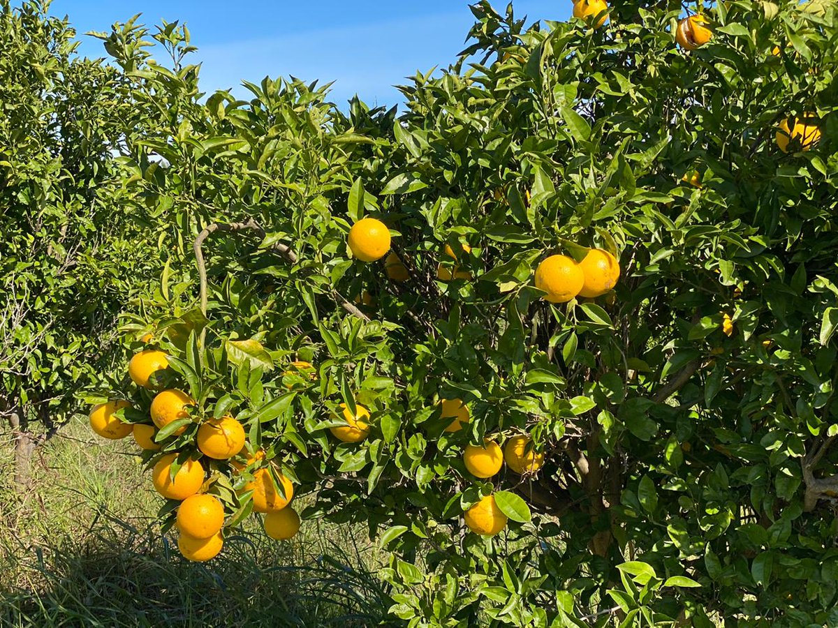 CELySArgentina's tweet photo. Seguimos adelante con nuestro eje de trabajo #ambiente #Sustentable, nos encontramos con amigos #productores para acercar #alimentos de producción consciente. Aquí naranjas y limones de Damián Posadas , en Puigari, Entre Ríos. #Agroecologia
#Soberaniaalimentaria https://t.co/3ZhE8eZpFp