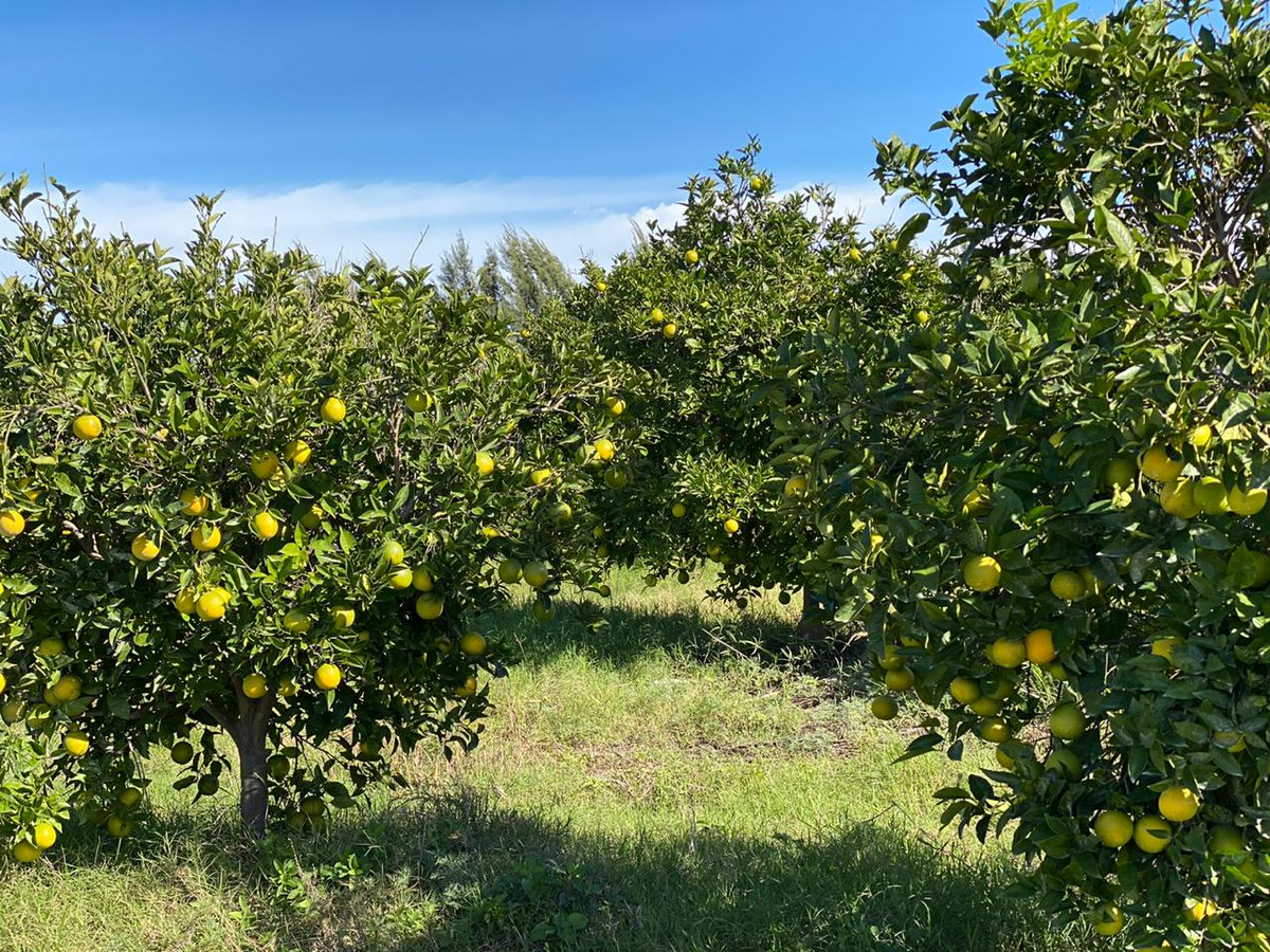 CELySArgentina's tweet photo. Seguimos adelante con nuestro eje de trabajo #ambiente #Sustentable, nos encontramos con amigos #productores para acercar #alimentos de producción consciente. Aquí naranjas y limones de Damián Posadas , en Puigari, Entre Ríos. #Agroecologia
#Soberaniaalimentaria https://t.co/3ZhE8eZpFp