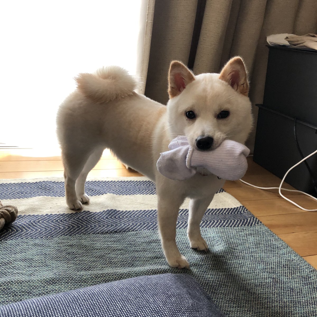 しょんぼり顔 変な寝方 ストーブ前を占領などなど 何をしても尊い柴犬様が集まった 柴犬を崇めよ 年5月版 Togetter しょんぼり顔 変な寝方 ストーブ前を占領などなど 何をしても尊い柴犬様が集まった 柴犬を崇めよ 年5月版 Togetter