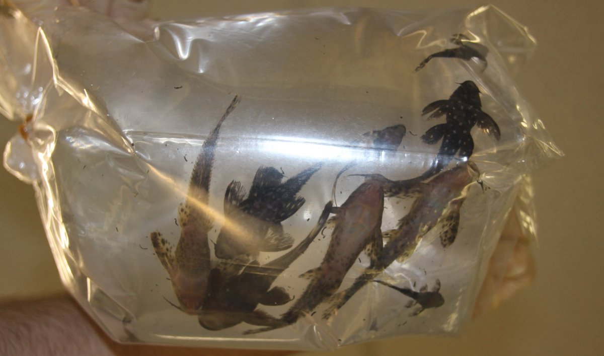 DAFFgov's tweet image. Our #biosecurity officers hooked and schooled two passengers at Melbourne International Airport who were attempting to smuggle live fish into Australia. Read more about this interception in the latest edition of #BiosecurityMatters here bit.ly/3bohnTV