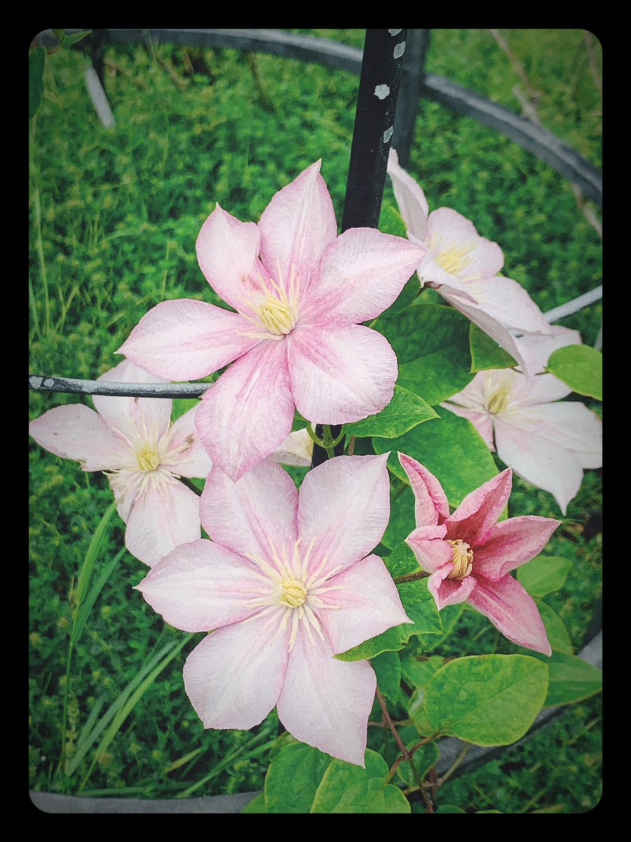 コハク 今日はクレマチス 我が家のクレマチスは まだ蕾です Tlを花でいっぱいにしよう 琴子 パルセット スターオブインディア キャロライン