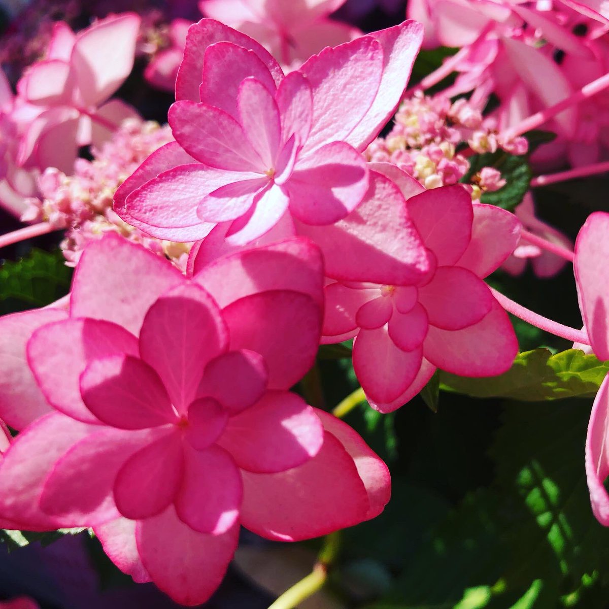 愛音 彡 紫陽花の花言葉 全般 移り気 浮気 無常 色別 白 寛容 青 辛抱強い愛情 ピンク 元気な女性 花 Flower 梅雨 紫陽花 あじさい アジサイ Hydrangea 花言葉 Flowerlanguage キリトリのセカイ T Co Fbr1juun5d