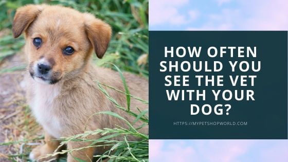mypetshopworld's tweet photo. Do you love your dog?
 #Allergiesindogs #brokenbones #ChrisBrown #Distempershot #dogfooddiy #DrChrisBrownfamily #earmites #emergencytreatment #gotothevet #healthydog #Hepatitisshot #kendallbora #loveforpets #Parasites #petsandfamily #Rabies #ticksandfleas https://t.co/p73DQ3FmHU https://t.co/B9BeiE1VLJ