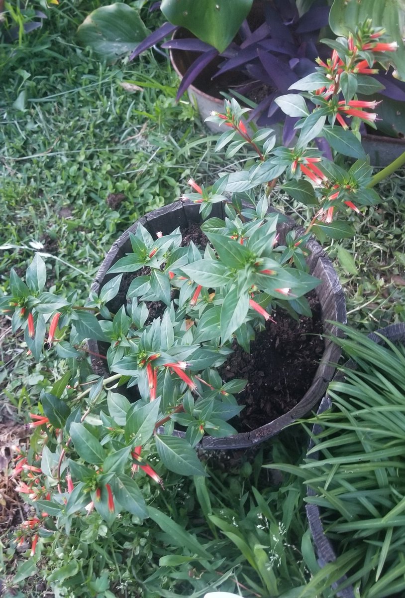 ScorpioKing1183's tweet photo. Also bought a firecracker plant.  I'm past annoyed that the purple coneflowers never wiggled so I just replaced them.

Now the ruby-throats have something else to feast upon.
#SamsungS8 #firecrackerplant #gardening #gardenplants https://t.co/H2ZQaVon8y