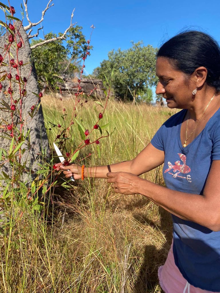 Back home on country 👣collecting wild rosella 🌺 to make some jam ❤️ #bushtucker #bunitjcountry #kakadu #topendnt #iwaitja #cannonhill #novaperis #dreamwalker