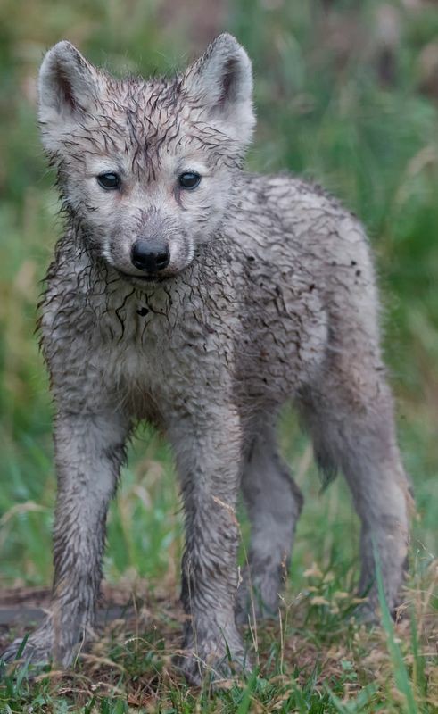 Wolf (@wolflope) on Twitter photo 