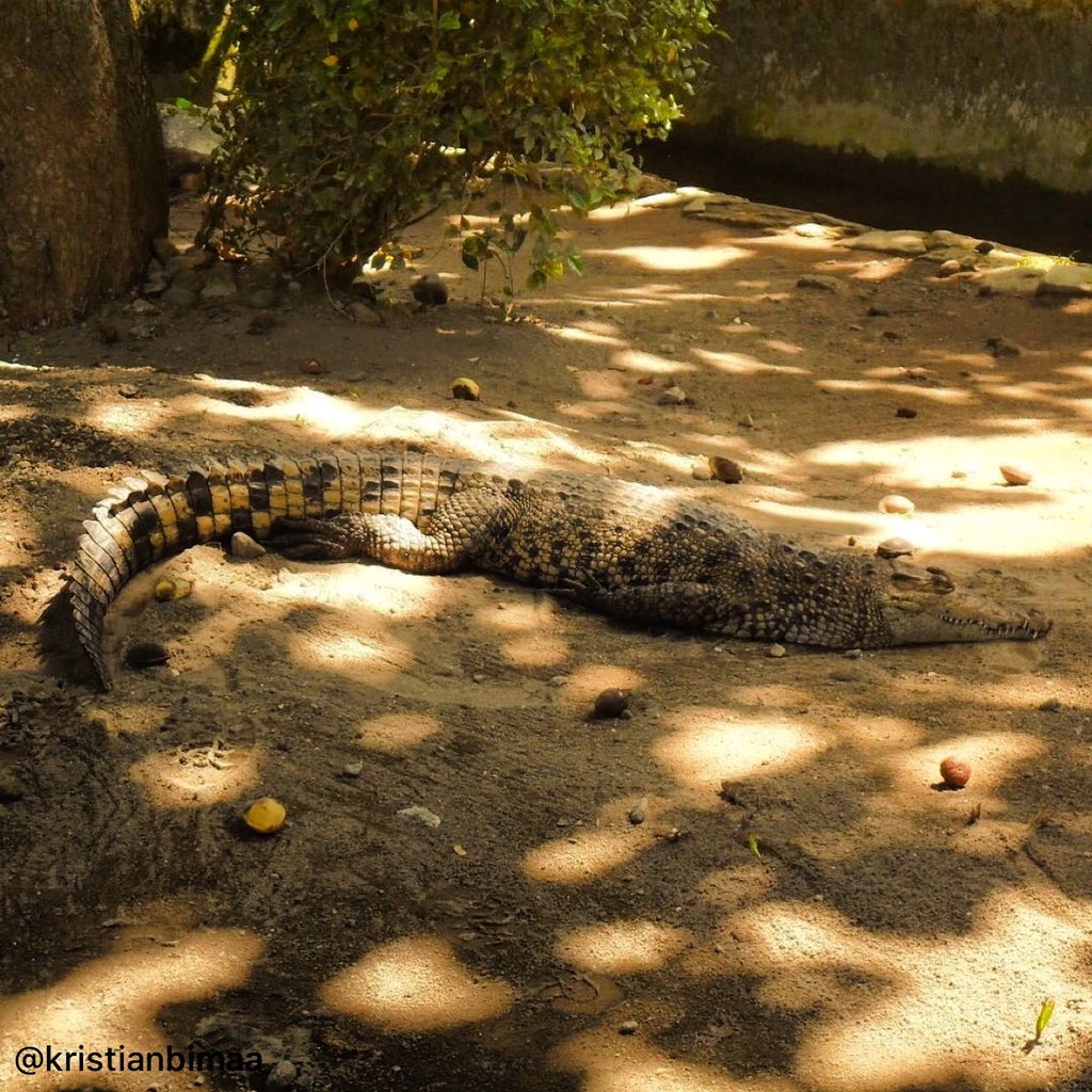 gembiraloka_zoo's tweet photo. Hayo yg lagi rebahan kaya siapa nih #sobatsatwa ?
Tag orangnya..
•
credit: @kristianbimaa
•
A lying crocodile
@glzoojogja #photography #animal #crocodile #indonesia #exploreid #glzoo #gembiralokazoo #sobatsatwa https://t.co/5e2OW5p7MP