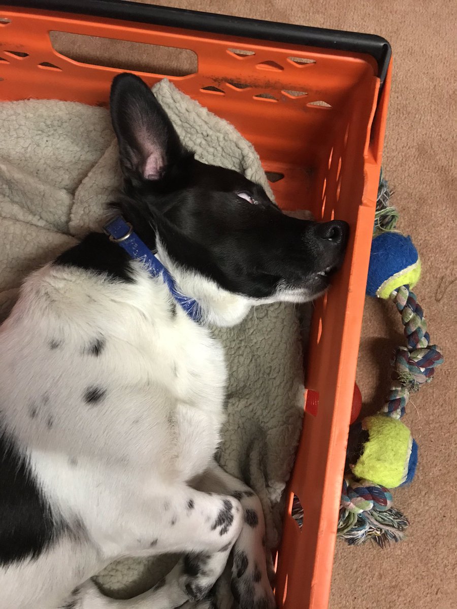 フェイ達 家にいるワンコ の種類がジャックラッセルテリアのスムース コートのブラックアンドホワイトっていうことを突き止めた 実は拾われ犬で飼い主も多分何かのミックスみたいなこと言ってたけど 完全にこの犬種だ なんとなく謎が解けたみたいで