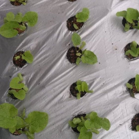 シルバーマルチ