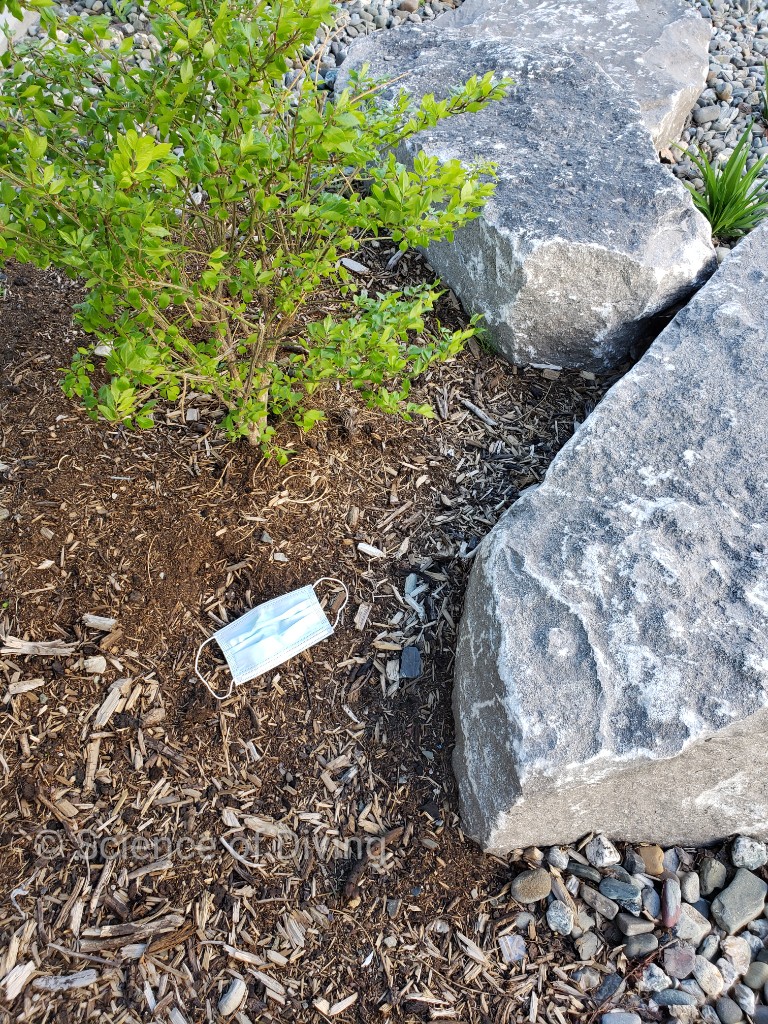 ScienceofDiving's tweet image. New trash, same ole' habit.... Will humans ever stop destroying? #COVIDIOTS #coronavirus #mask #maskchallenge @nature_org @Earthjustice @Seasaver