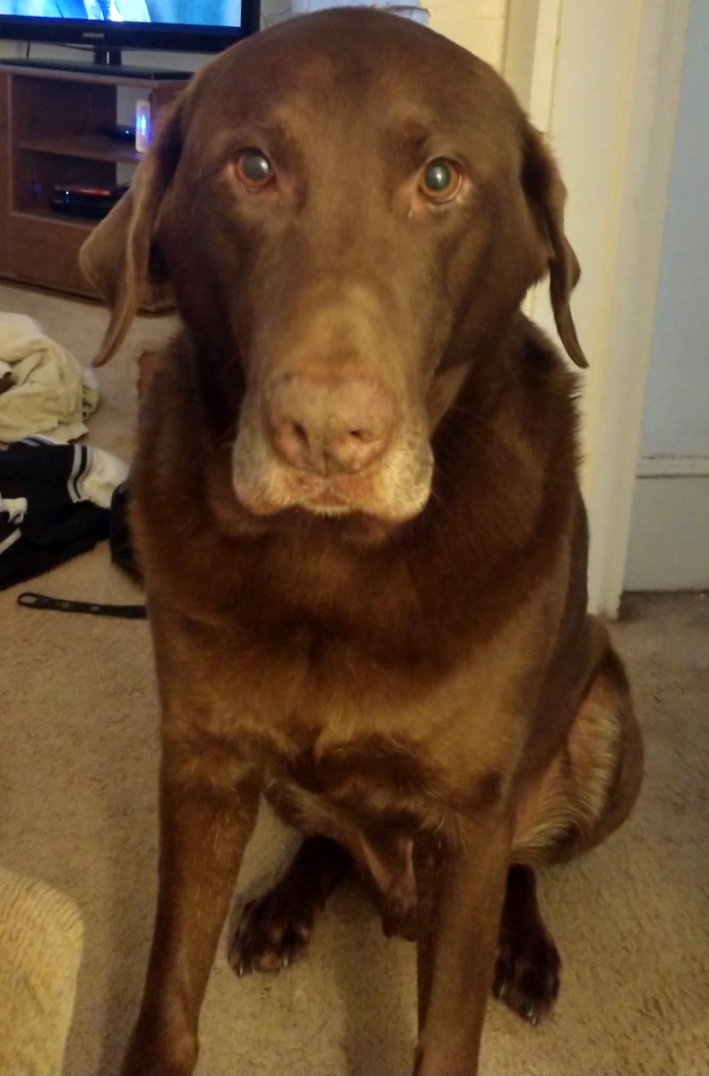 ConDistForester's tweet photo. The best boy #timberdog https://t.co/Th6PRmZTmK