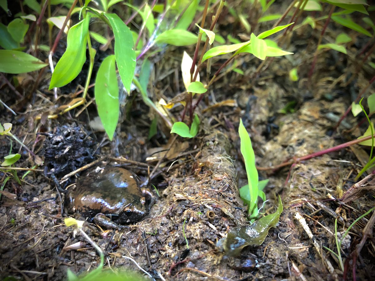 bradleyallf's tweet photo. Backpacking was a surprisingly good herping venture. Red salamander (mud salamander?), narrowmouth toad, rough green snake, rosy maple moth, among other critters. 
.
.
.
#herpsofnc #pseudotriton https://t.co/pKAEh0ItDX