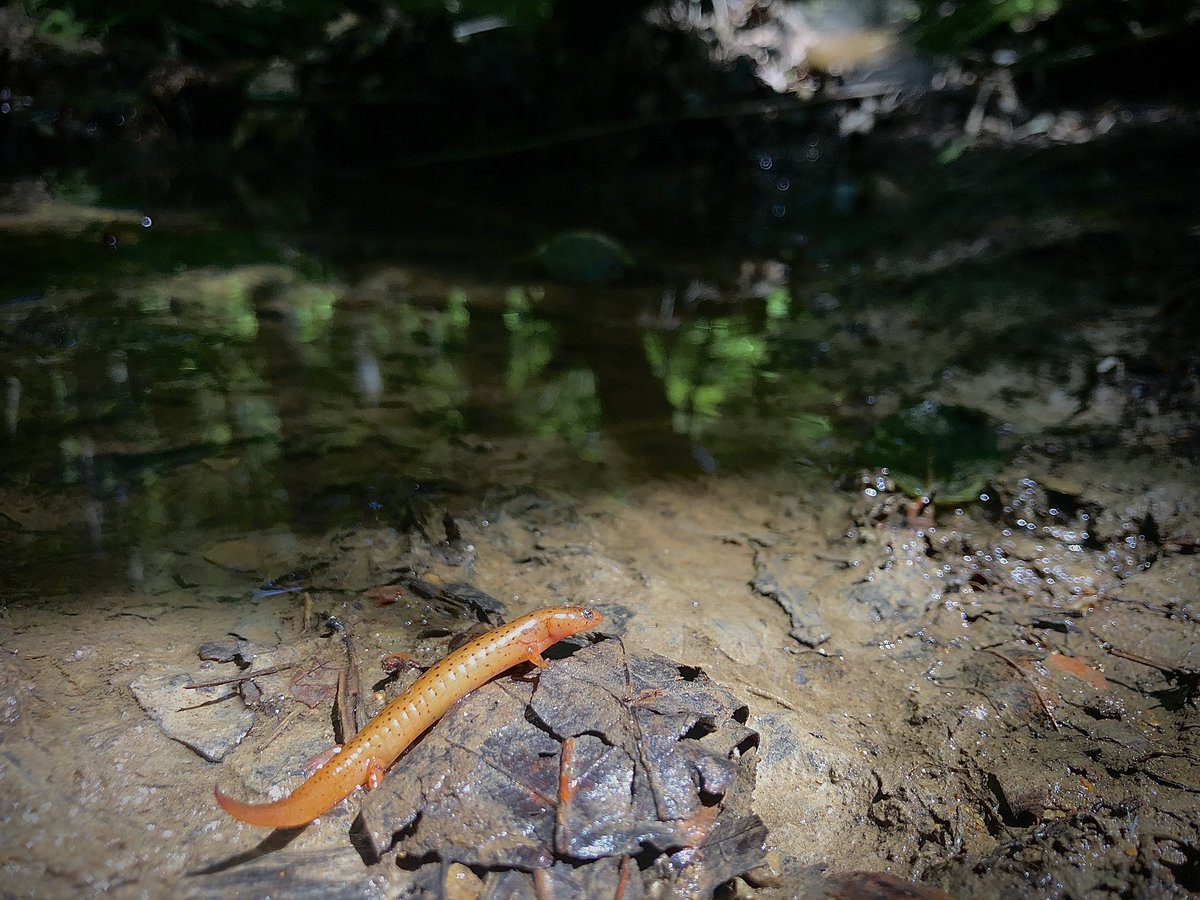 bradleyallf's tweet photo. Backpacking was a surprisingly good herping venture. Red salamander (mud salamander?), narrowmouth toad, rough green snake, rosy maple moth, among other critters. 
.
.
.
#herpsofnc #pseudotriton https://t.co/pKAEh0ItDX