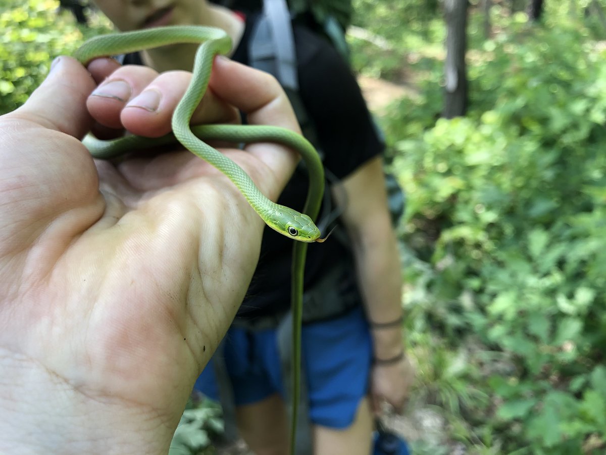 bradleyallf's tweet photo. Backpacking was a surprisingly good herping venture. Red salamander (mud salamander?), narrowmouth toad, rough green snake, rosy maple moth, among other critters. 
.
.
.
#herpsofnc #pseudotriton https://t.co/pKAEh0ItDX