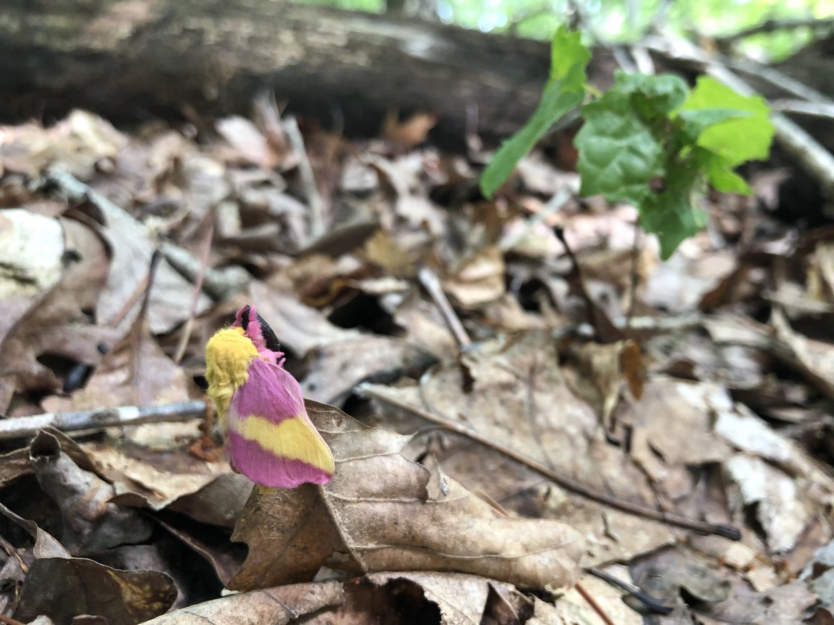 bradleyallf's tweet photo. Backpacking was a surprisingly good herping venture. Red salamander (mud salamander?), narrowmouth toad, rough green snake, rosy maple moth, among other critters. 
.
.
.
#herpsofnc #pseudotriton https://t.co/pKAEh0ItDX