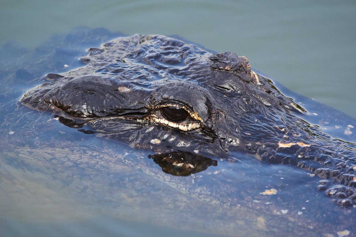 EvergladesNPS's tweet photo. Today, venture "Into The Wild" with the Roberts family as they experience their first camping trip ever at Everglades National Park!
At 8:30 p.m., check our Facebook page for a link to the reality-TV style show on YouTube.
https://t.co/7FfqqGq0qi
NPS Photo by Dylann Turffs https://t.co/HZ2rCQVON1