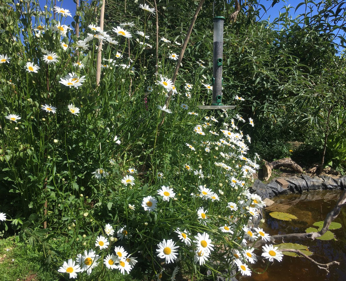 wildallotment's tweet photo. Oxeye Daisies are in full bloom by the pond

Help insects on your Allotment this year by sowing some native wildflowers

#allotment #allotments #wildlifegarden #wildflowers #oxeyedaisy #oxeyedaisies https://t.co/Sxj8FhT3ZS