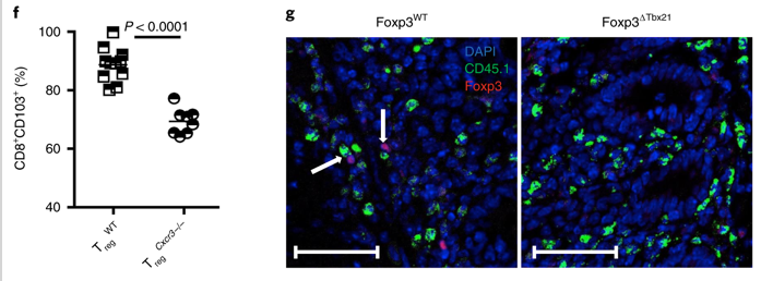 mmw_lmw's tweet photo. #CD8_TissueResident #Memory_T_cells | generation promoted by Type 1 #Treg cells | Marc Veldhoen @medicina_lisboa @NatImmunol https://t.co/VAsJtIobpY https://t.co/cSpoK02DS1