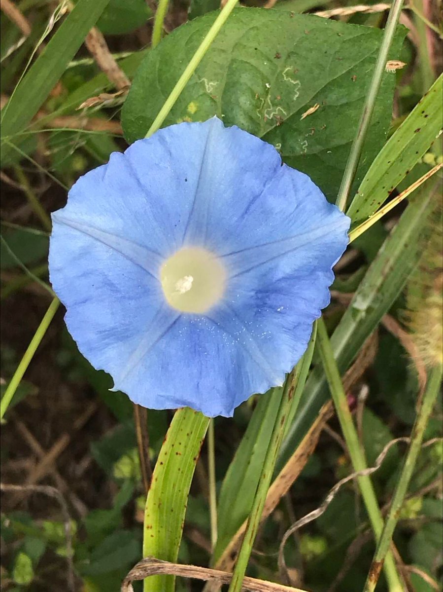 DJournalnow's tweet photo. In the three years she's been walking the Music Bend Nature Trail, Josie Strain has taken almost 350 pictures. https://t.co/ATLKnjBjh2 https://t.co/QIfMZBjh4D
