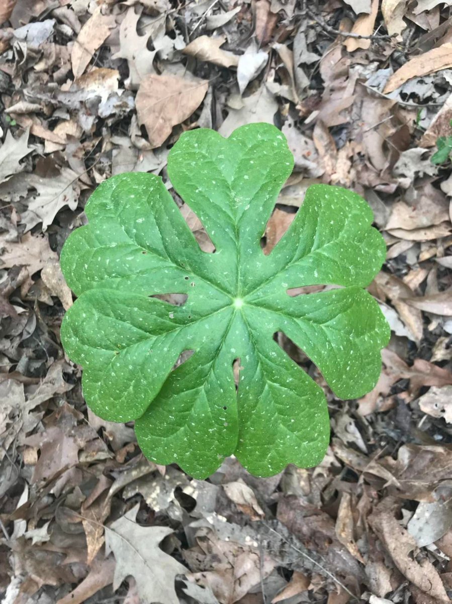 DJournalnow's tweet photo. In the three years she's been walking the Music Bend Nature Trail, Josie Strain has taken almost 350 pictures. https://t.co/ATLKnjBjh2 https://t.co/QIfMZBjh4D