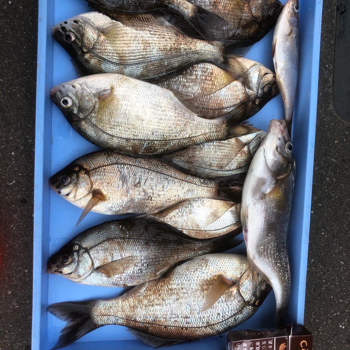 有 イワキ釣具店 釣り情報 5月24日mさんとnさんからの情報です 八戸港で海タナゴが釣れてます 1人3匹 20匹 サイズcm 28cm 餌はヨコ虫 5月24日tさんからの情報です 浜奥内 ジグヘッド真鯛 50cm 60cm3枚 まだ群れは薄いすいそうです ヒットリグ 有 イワキ釣具店 釣り情報 5月24日mさんとnさんからの情報です 八戸港で海タナゴが釣れてます 1人3匹 20匹 サイズcm 28cm 餌はヨコ虫 5月24日tさんからの情報です 浜奥内 ジグヘッド真鯛 50cm 60cm3枚 まだ群れは薄いすいそうです ヒットリグ