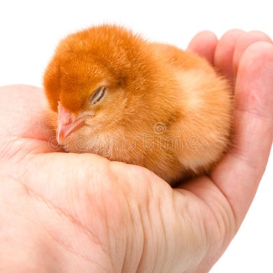 Jeff Winger as pictures of baby chicks, a thread —