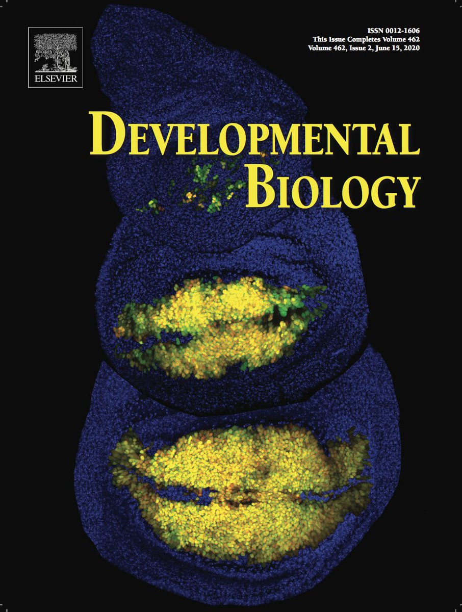 fanismissir's tweet photo. A dynamic cell recruitment process drives growth of the Drosophila wing by overscaling the vestigial expression pattern
Luis Manuel Muñoz-Nava, Hugo Ariel Alvarez, Marycruz Flores-Flores, Osvaldo Charab, Marcos Nahmad
#OrgulloCinvestav junto con #IFLYSIB https://t.co/JoXi835qXJ https://t.co/2KmVbcBr8Y