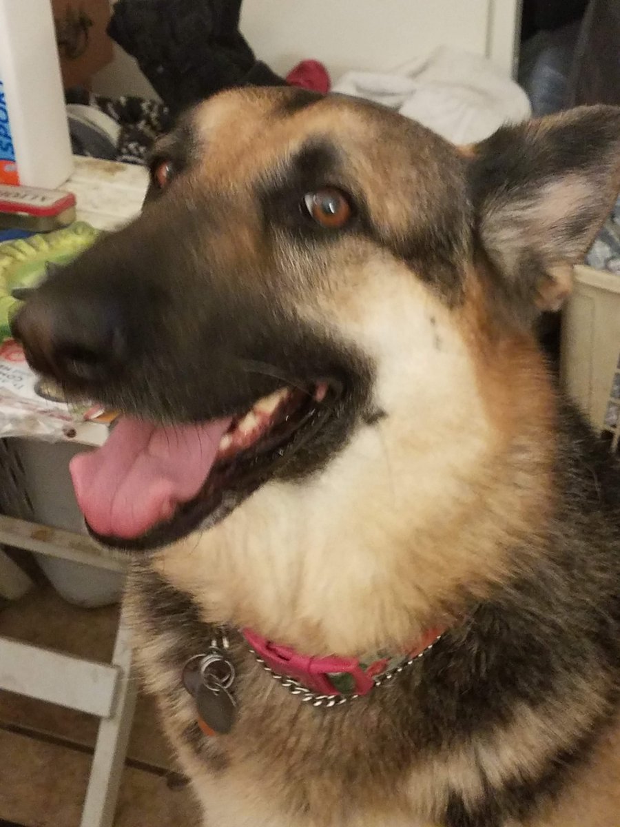 HONEYGShepherd's tweet photo. https://t.co/dTraGNQnUa