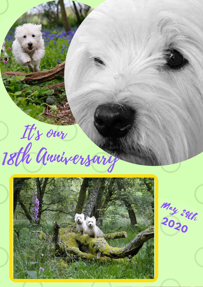 westies needing rehoming