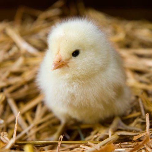 Jeff Winger as pictures of baby chicks, a thread —