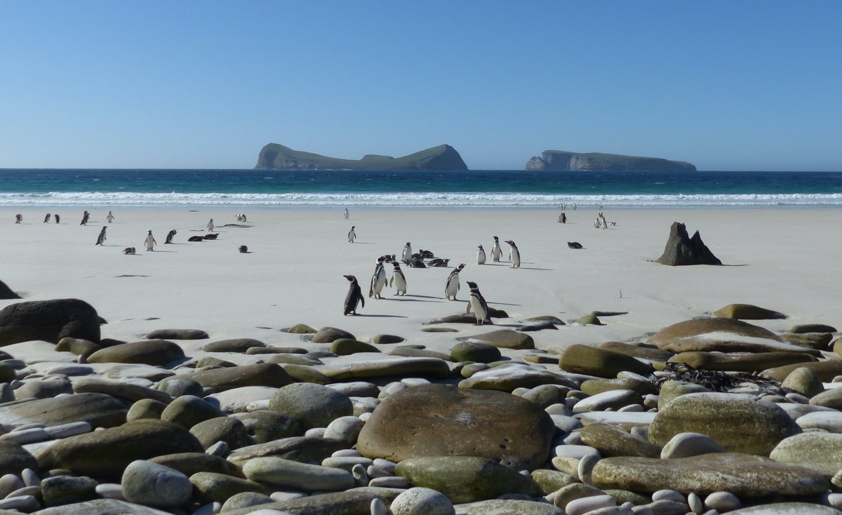 Atlant_Migrants's tweet photo. We are looking for a PhD candidate to study the #ecology of Magellanic #Penguins in the #Falkland Islands. 

Further details here: https://t.co/mo7Kc1D2FG 

Please RT!

@ispamedia @ECOTOP_UC @SAERI_FI
@CatryPaulo @vitorhpaiva @al_baylis https://t.co/6YaSceArYl