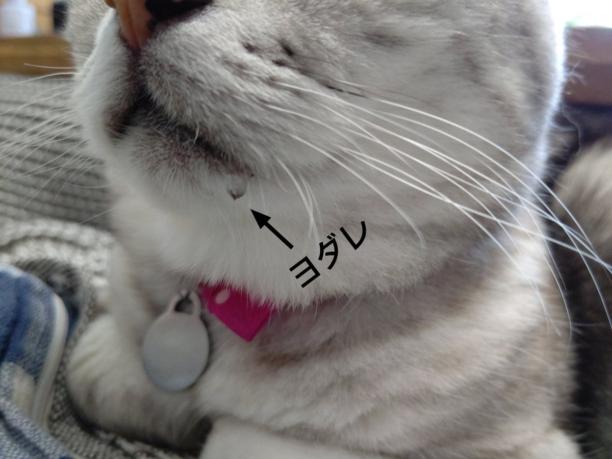 猫のよだれ