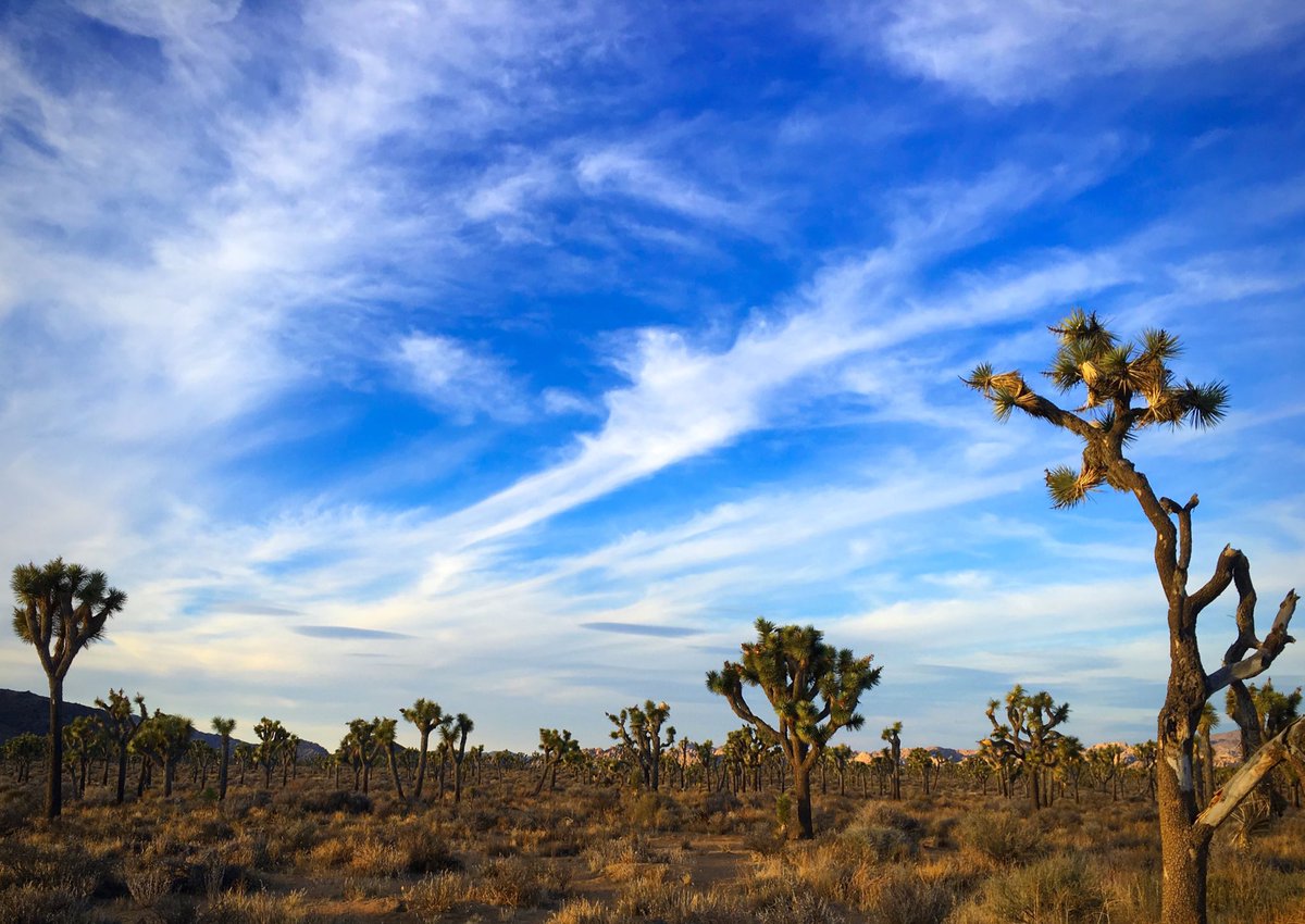CA_Nature_Photo's tweet photo. Where the streets have no name 😍 #JoshuaTree #JoshuaTreePark #JoshuaTreeNationalPark #joshuatrees #U2 #TheJoshuaTree #wherethestreetshavenoname #California #SoCal #Mojave #SanBernardino #sky #clouds #desert #Etsy #CaliforniaNature #nature #naturephotography #photography 📷 https://t.co/5RqPbt48t4