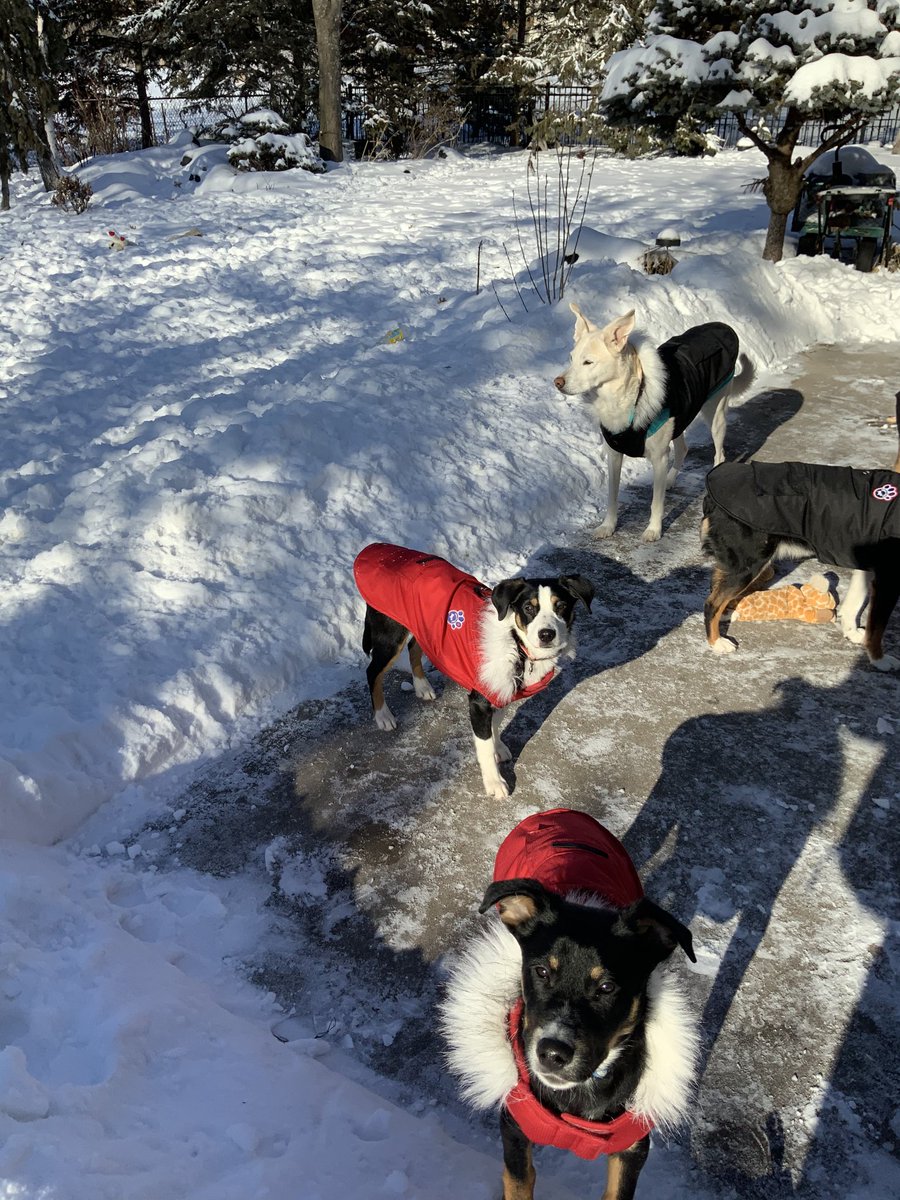 Shep/Polly tweet media