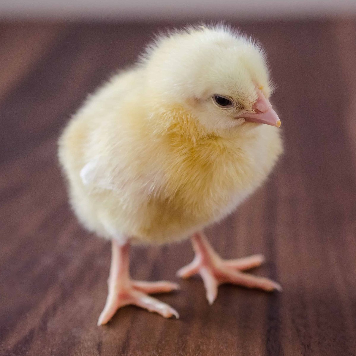 Jeff Winger as pictures of baby chicks, a thread —