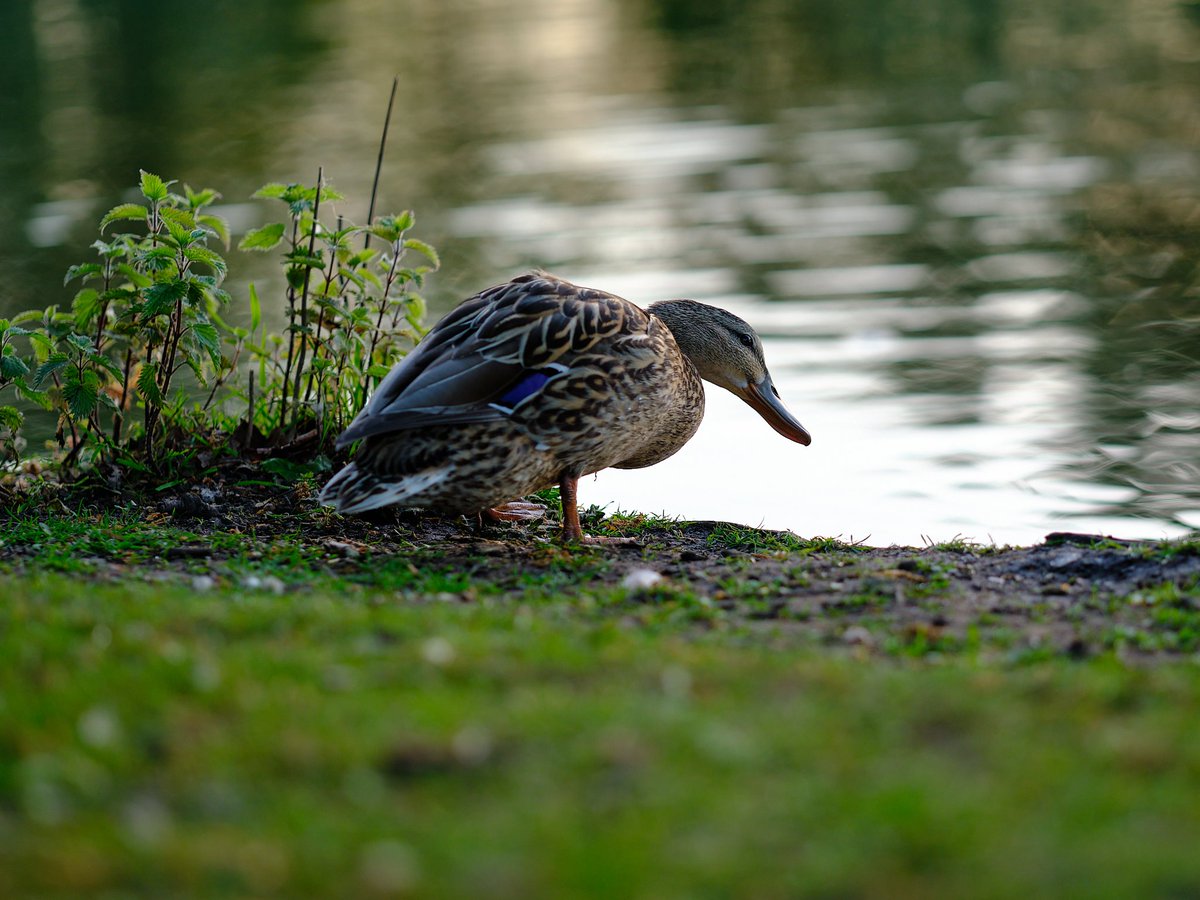WayneAndrewF1's tweet photo. Normally it's the dogs that give me the head tilt. 
Thanks again to #Fujiconnect &amp; #Hireacamera for the loan of the Fuji 90MM over this bank holiday. 
This lens is so sharp, captured at F2.

#Poyntonpool
#Cheshirelife
#wildlifephotography 
#fujifilm_xseries https://t.co/MN4EIRTvNI