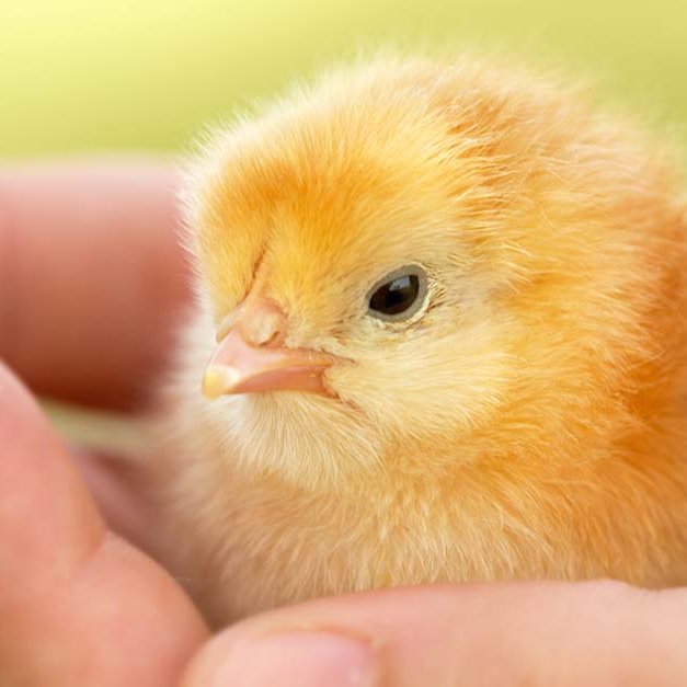 Jeff Winger as pictures of baby chicks, a thread —