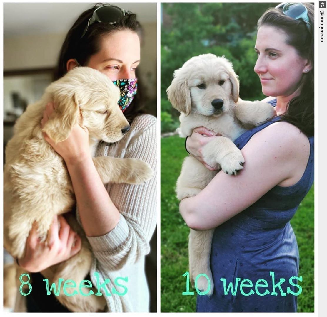 IngloriousDogs's tweet photo. What a glow up in just two weeks! Baby Freddy- now Murphy. 👉 #transformationsunday . . . . . . . . . #glowup #babypuppy #puppy https://t.co/lXa5QuAIQR