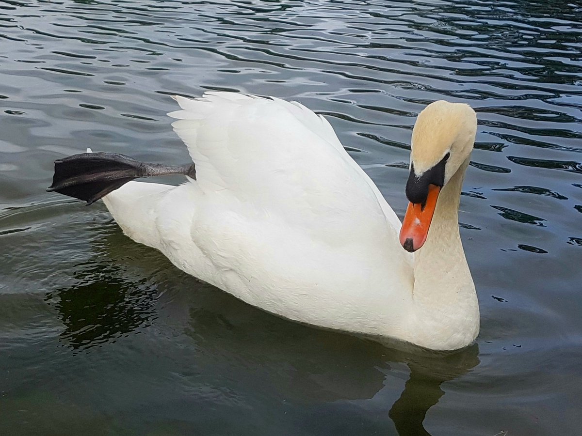 PictishBeastPub's tweet photo. As we move into summer, I'd like to propose we add a new word to the dictionary: monopodothermoregulation. It's the act of sticking just one foot out from under the covers to cool down. Turns out that swans do it too! @susie_dent @OED #neologisms #WordOfTheDay #WritingCommunity https://t.co/uMSkDznD1R