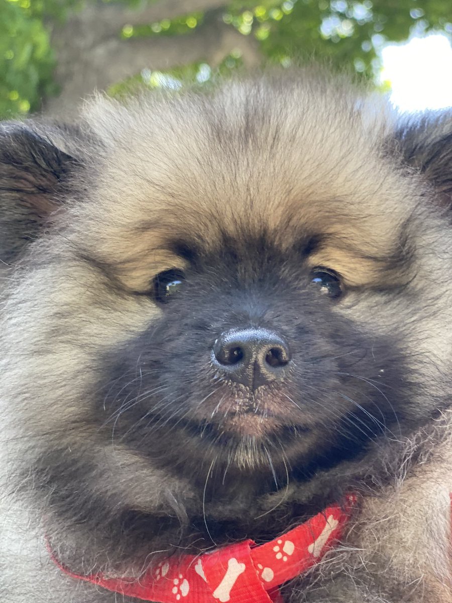 ᴘᴀᴠʟᴏᴠ ᴛʜᴇ ᴄᴏʀɢɪ tweet media