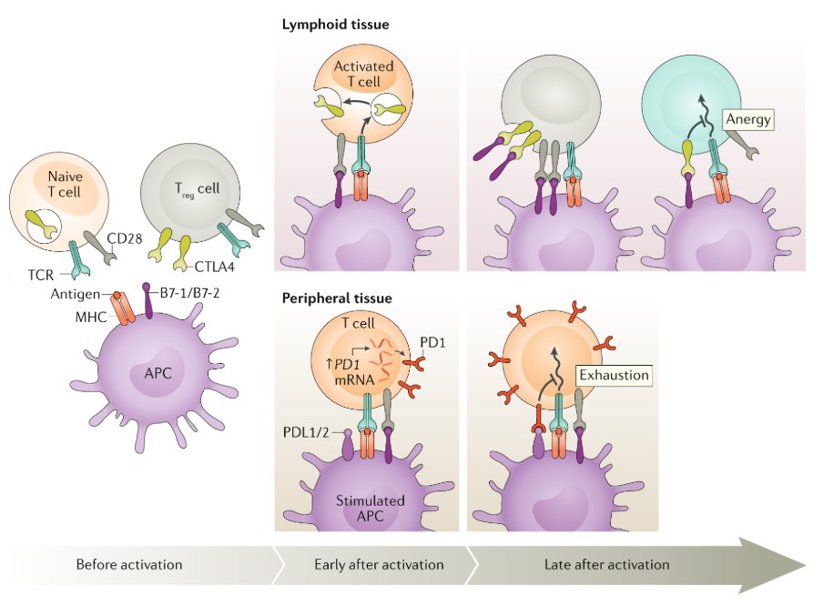 McHeyzer-Williams tweet media