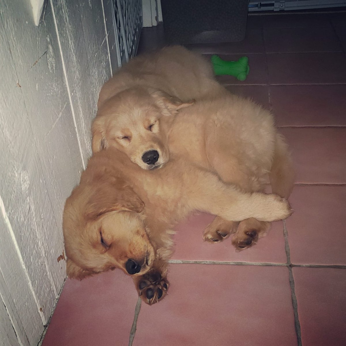 Karmabear3's tweet photo. It doesn't get any cuter💞 https://t.co/TXk2Dk5GJX