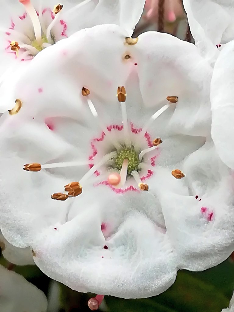 hananosiori's tweet photo. おはようございます🌸
シャクナゲのお花がとても綺麗ですね🌸

#アメリカシャクナゲ
#シャクナゲ https://t.co/rZKOgrGJQ6