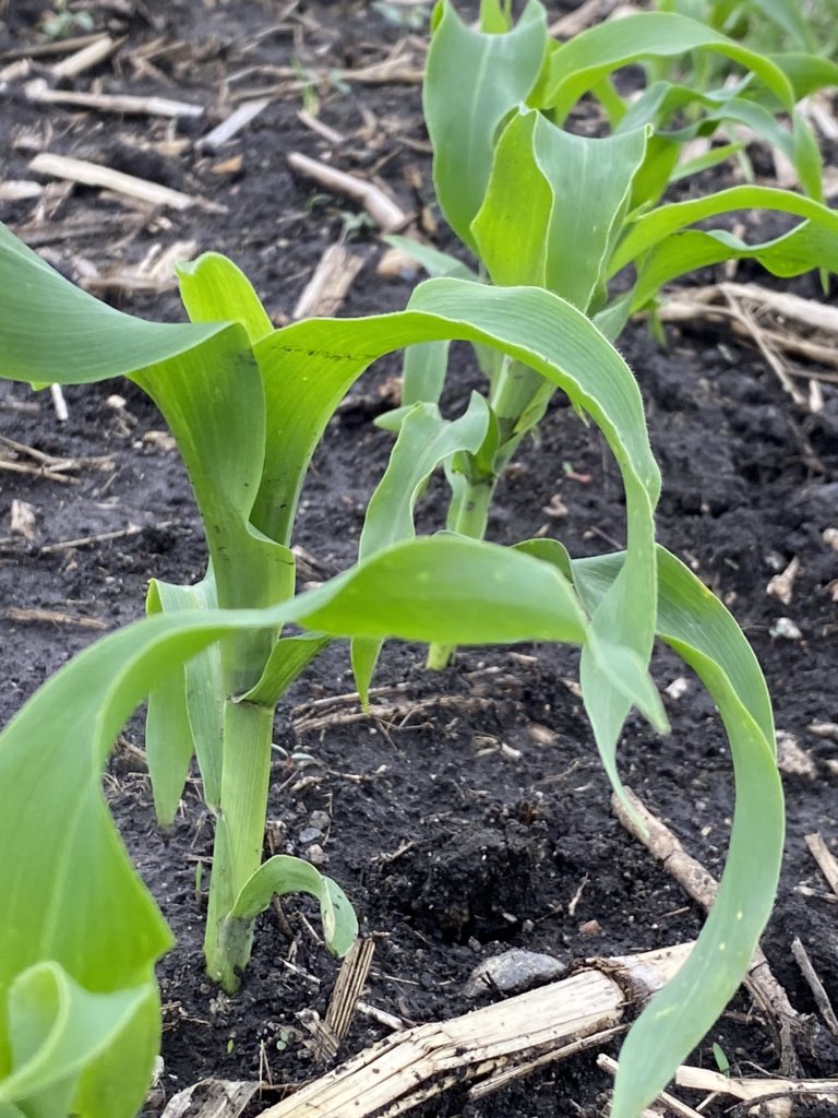 SamuelsonLe's tweet image. Sweet corn is looking good!  We’ll be taking orders &amp;amp; delivering again this summer!