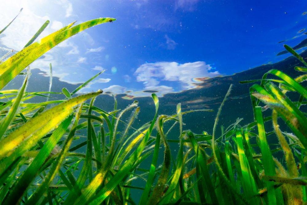 ElizaMorri947's tweet photo. Loving this!!! https://t.co/blObfRaXaS need to big up #bluecarbon to help tackle #ClimateChange #bluecarbon  needs to be on the tip of everyone’s tongue and should be top priority for the UK’s carbon neutral challenge 🐠 https://t.co/ULGcvuRvrk