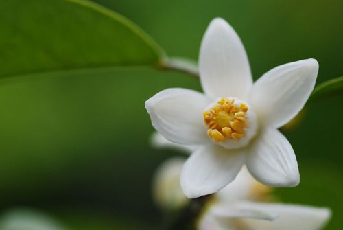 メリアルーム 土日祝いいねお休みです 今日の花 5月25日の誕生日花は 柚子 ゆず 花言葉は 汚れなき人 この日生まれの人は清潔感のあるひと 爽やかで素敵なあなたは周囲から交際を申し込まれることが多いようです どんな人にも愛される力