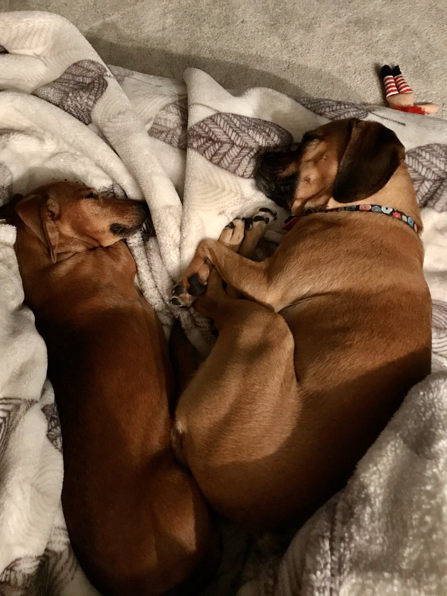 PuggleJane's tweet photo. Happy Birthday @RubyTheMini Tks for spending time at my house. Miss you my friend https://t.co/H6cPq9FIjp